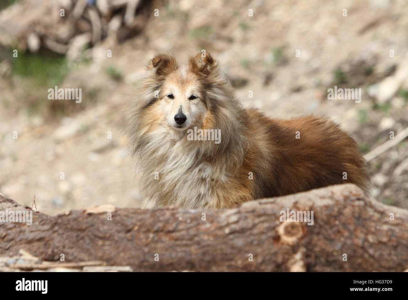 Cane Shetland Sheepdog / Sheltie adulto (sable bianco) in piedi su una roccia Foto Stock