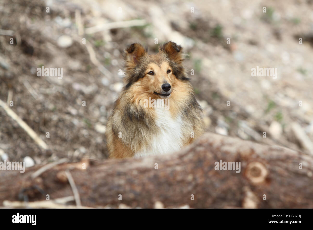 Cane Shetland Sheepdog / Sheltie adulto (sable bianco) in piedi su una roccia Foto Stock