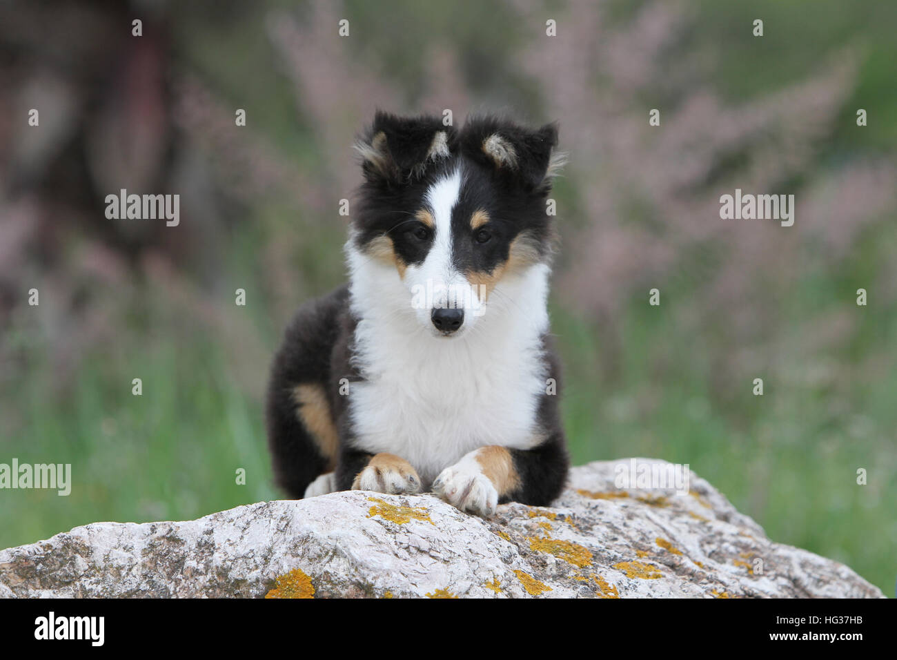 Cane Shetland Sheepdog / Sheltie / cucciolo (tricolore) giacente Foto Stock