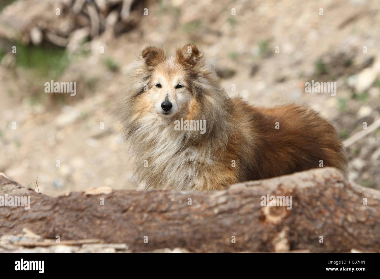 Cane Shetland Sheepdog / Sheltie adulto (sable bianco) in piedi su una roccia Foto Stock