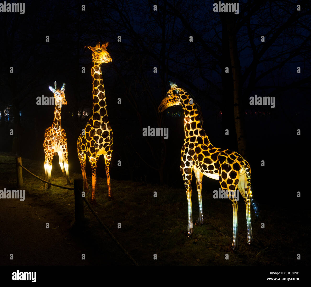 A Beekse Bergen, Paesi Bassi - 29 dicembre 2016:luce africana festival con la giraffa con luci in Beekse Bergen su dicembre 29, questo festival è molto po Foto Stock