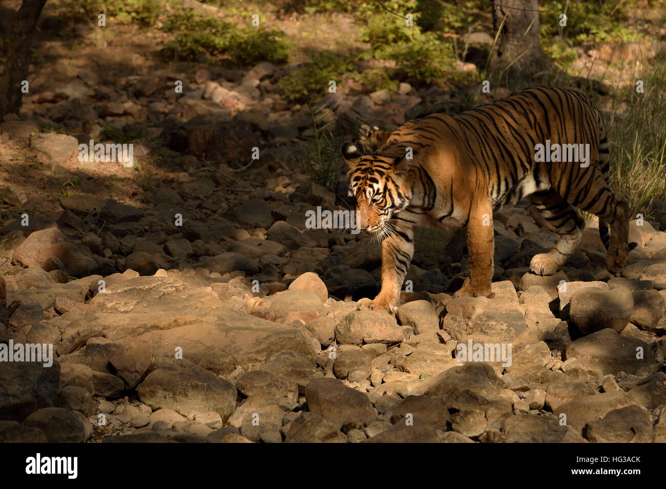 Wild Indian Tiger, camminando su un letto asciutto del fiume nel parco nazionale di Ranthambore in Rajasthan, India. Foto Stock