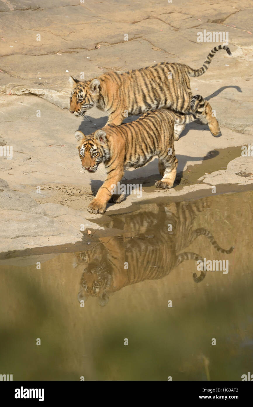 Wild Indian Tiger cubs, camminando lungo il letto del fiume nel parco nazionale di Ranthambore in Rajasthan, India. Foto Stock