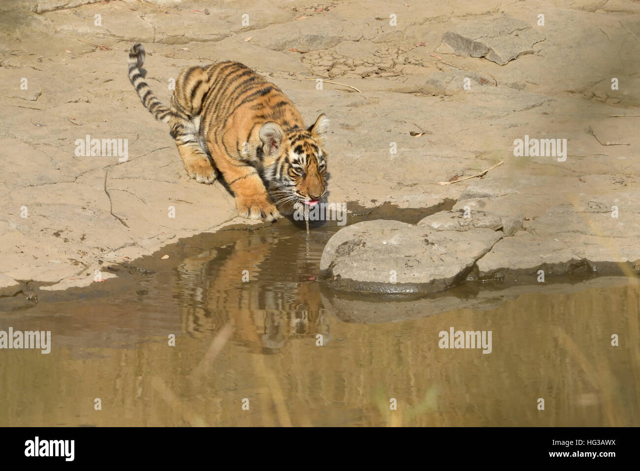 Wild Indian Tiger cub, bevendo un'acqua piccola piscina nel parco nazionale di Ranthambore in Rajasthan, India. Foto Stock