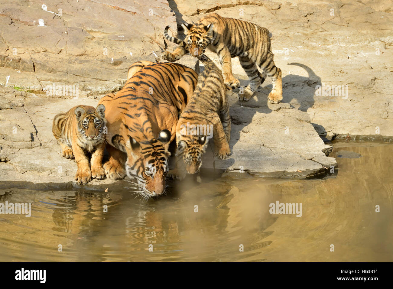 Wild Indian Tiger madre con i suoi giovani lupetti, bevendo un'acqua piccola piscina nel parco nazionale di Ranthambore in Rajasthan, India. Foto Stock