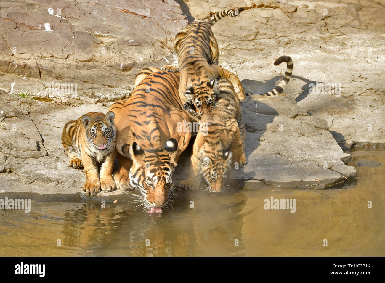 Wild Indian Tiger madre con i suoi giovani lupetti, bevendo un'acqua piccola piscina nel parco nazionale di Ranthambore in Rajasthan, India. Foto Stock