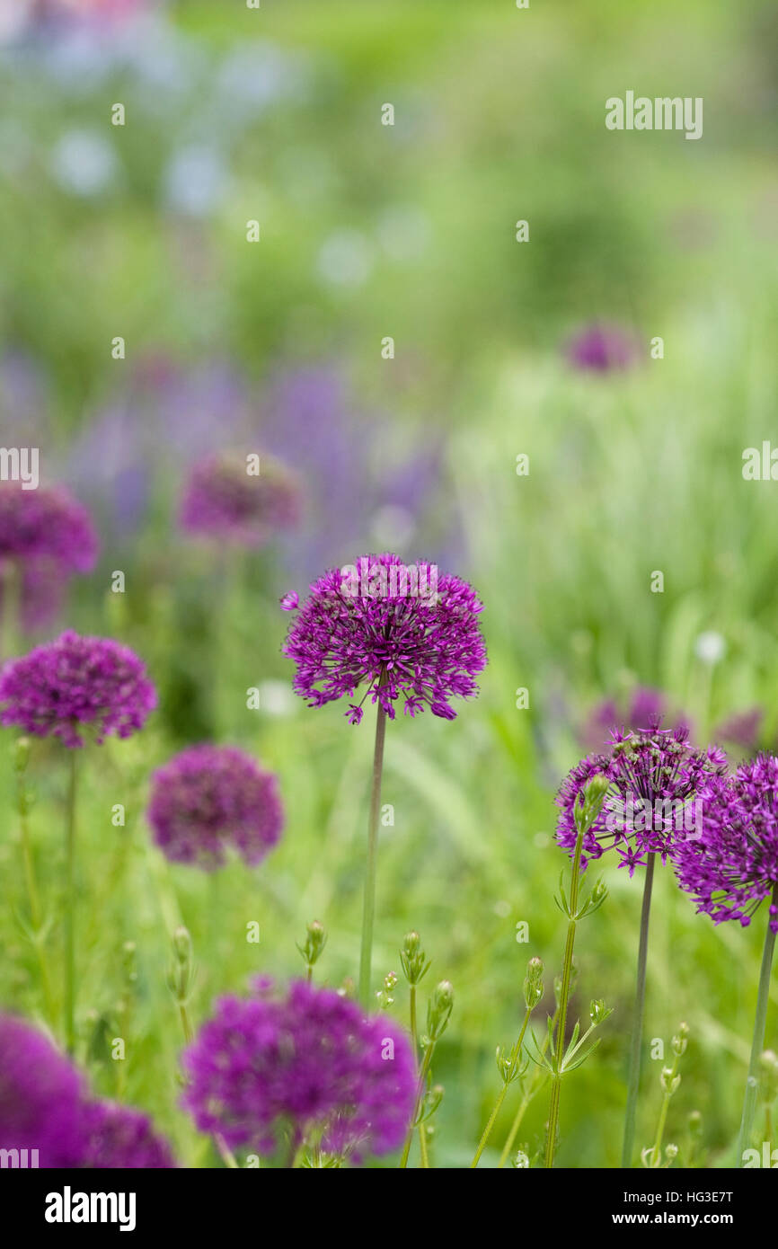 Allium hollandicum 'viola sensazione' in un giardino inglese. Foto Stock