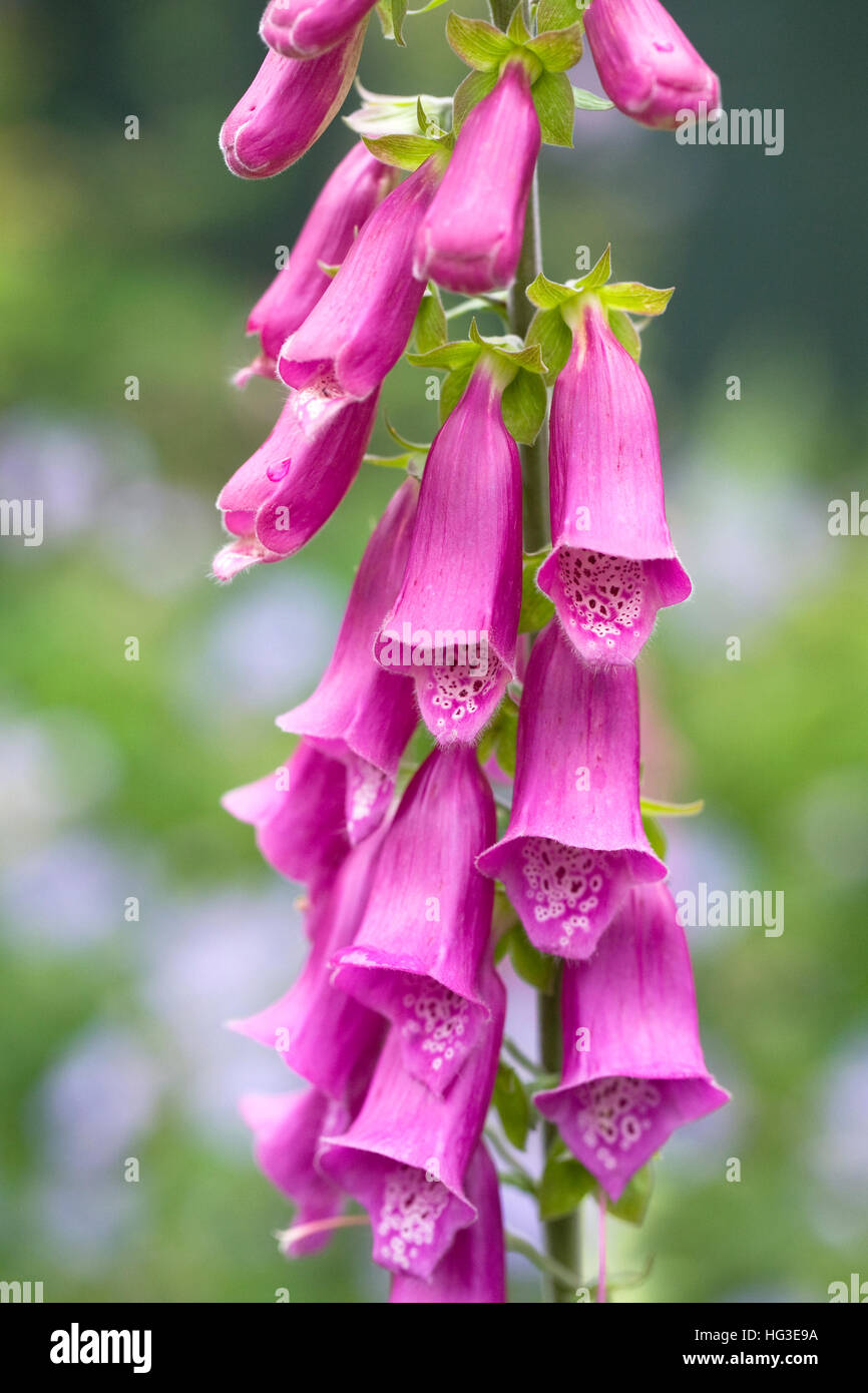 Digitalis purpurea. Foxglove comune i picchi di un giardino inglese. Foto Stock