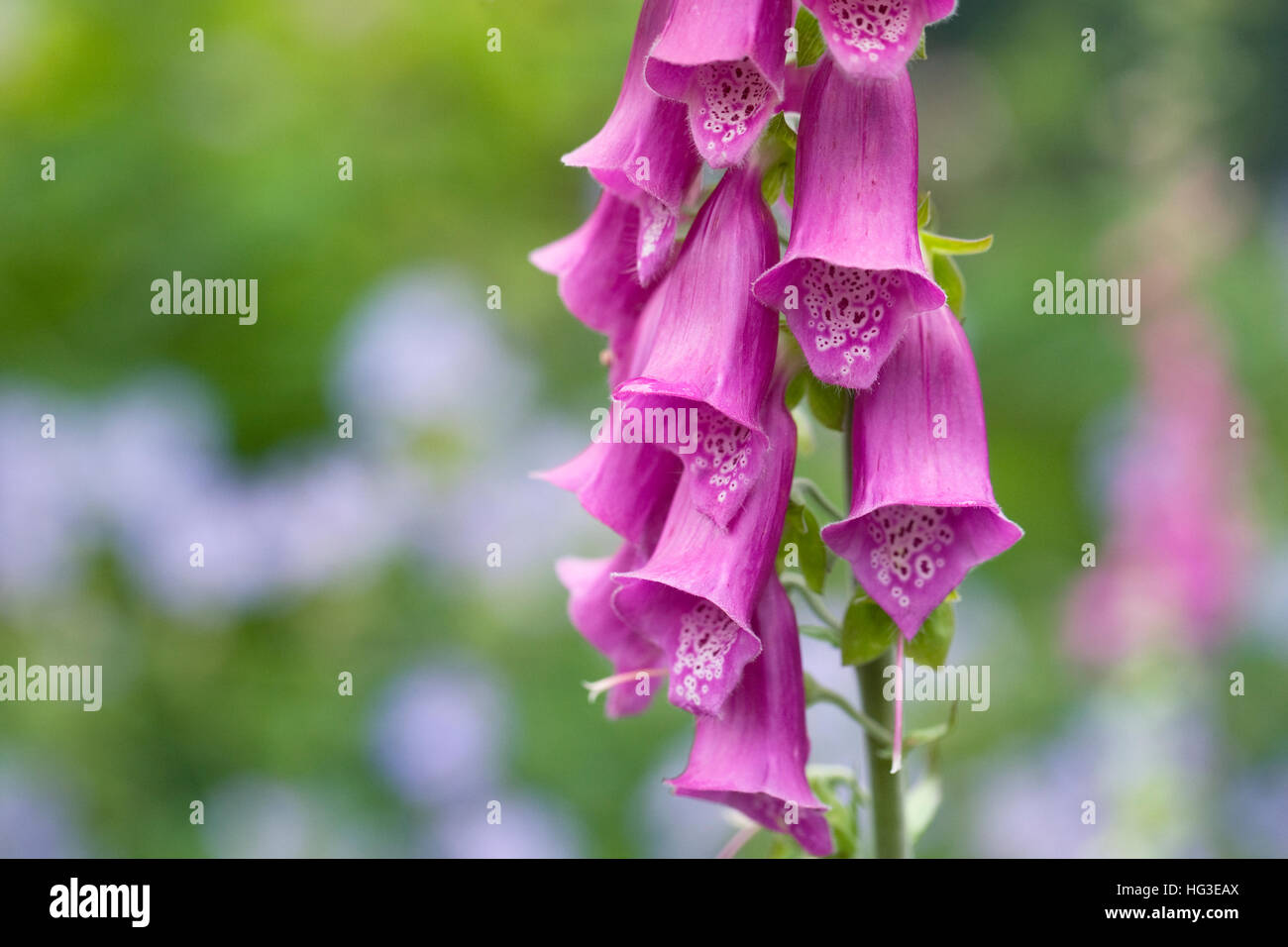 Digitalis purpurea. Foxglove comune i picchi di un giardino inglese. Foto Stock