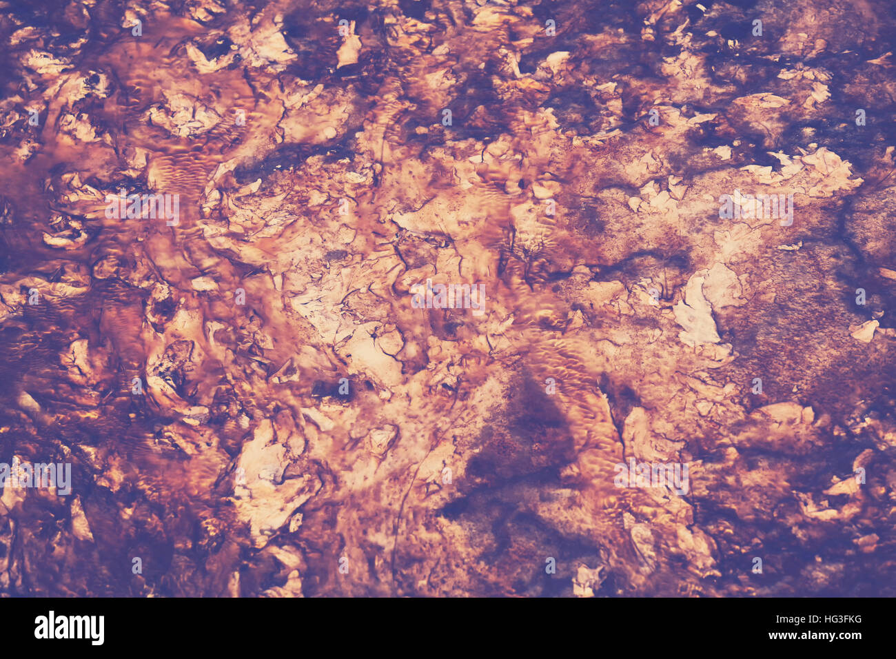 Abstract sfocato dark grunge sfondo naturale, primavera calda inferiore, l'elaborazione del colore effetto. Foto Stock