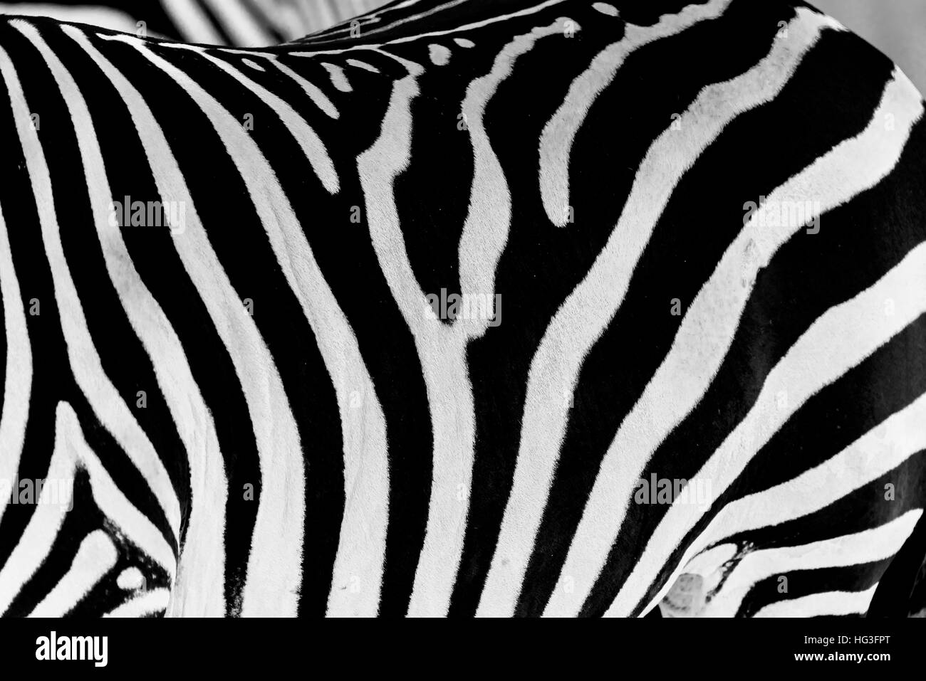 Bianco e Nero Zebra la texture della pelle Foto Stock