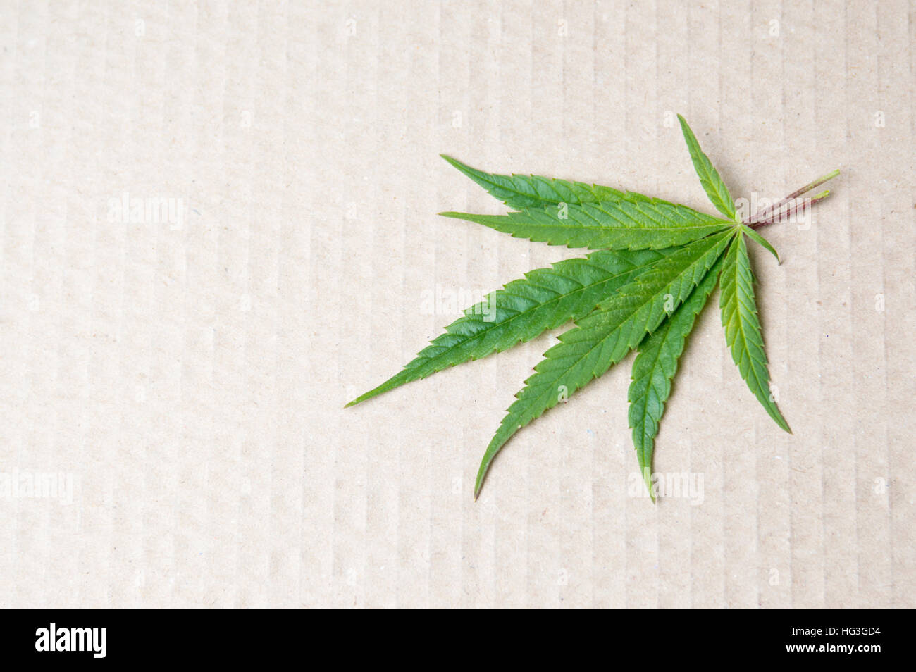 Foglia di marijuana sul cartone grigio sfondo Foto Stock