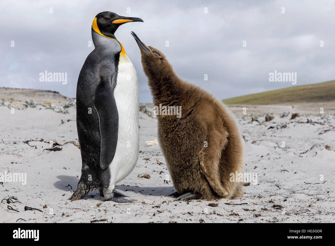 Pinguino reale adulto e pulcino Foto Stock