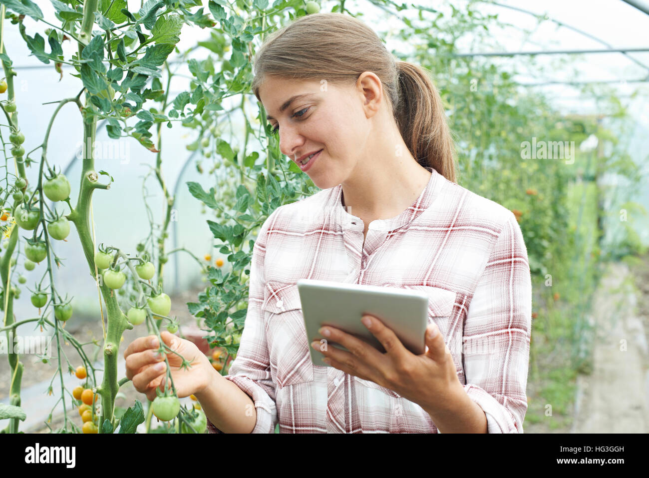 Donna scienziato in serra la ricerca di colture di pomodoro Foto Stock