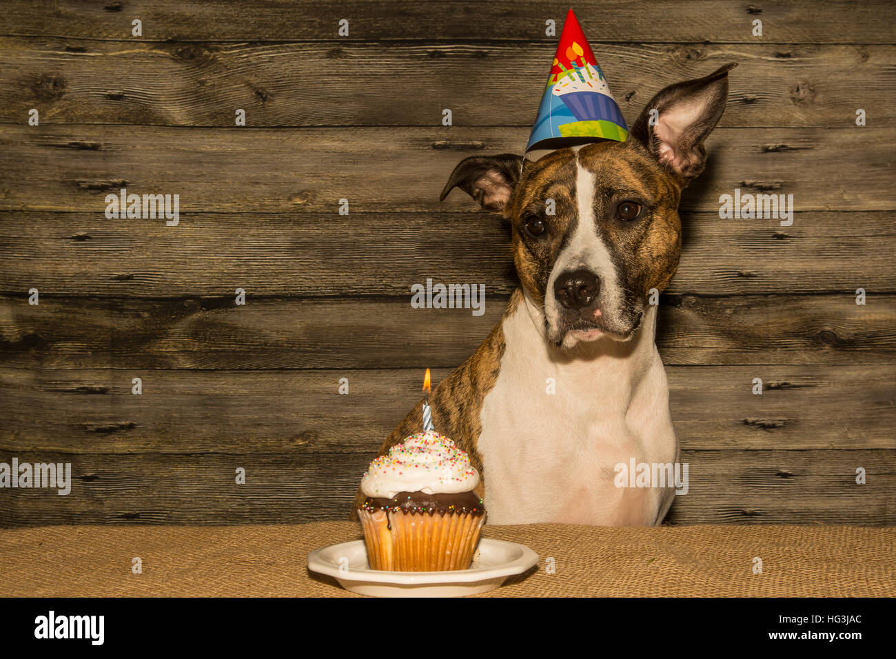 Compleanno cane circa di mangiare la sua tortina. Foto Stock