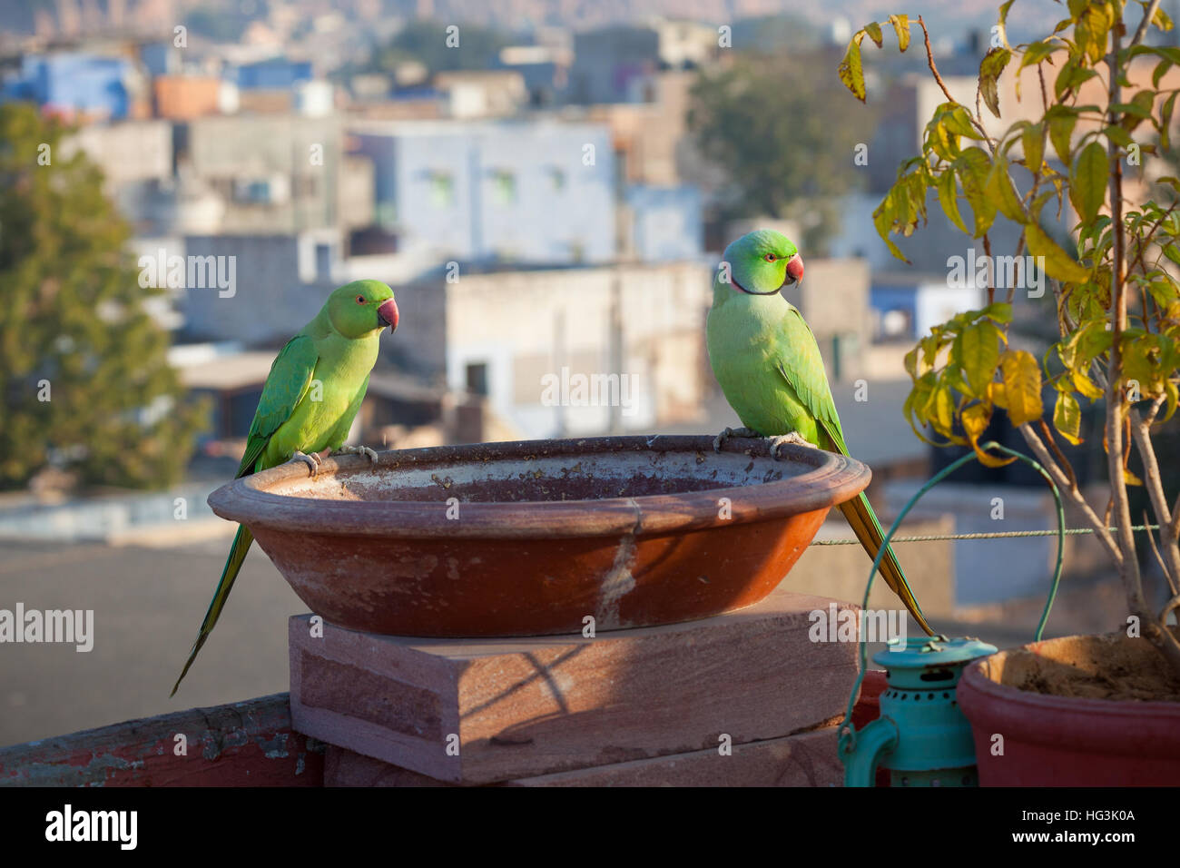 Una coppia di Rose-inanellati parrocchetti arroccato su un uccello bagno su un tetto a Jodhpur, Rajasthan, India Foto Stock