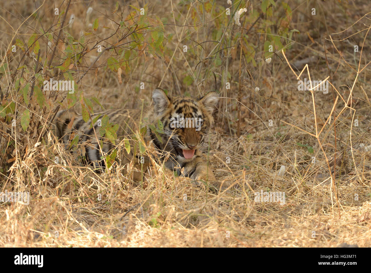 Wild Indian Tiger cub nelle foreste secche del parco nazionale di Ranthambore in Rajasthan, India. Foto Stock
