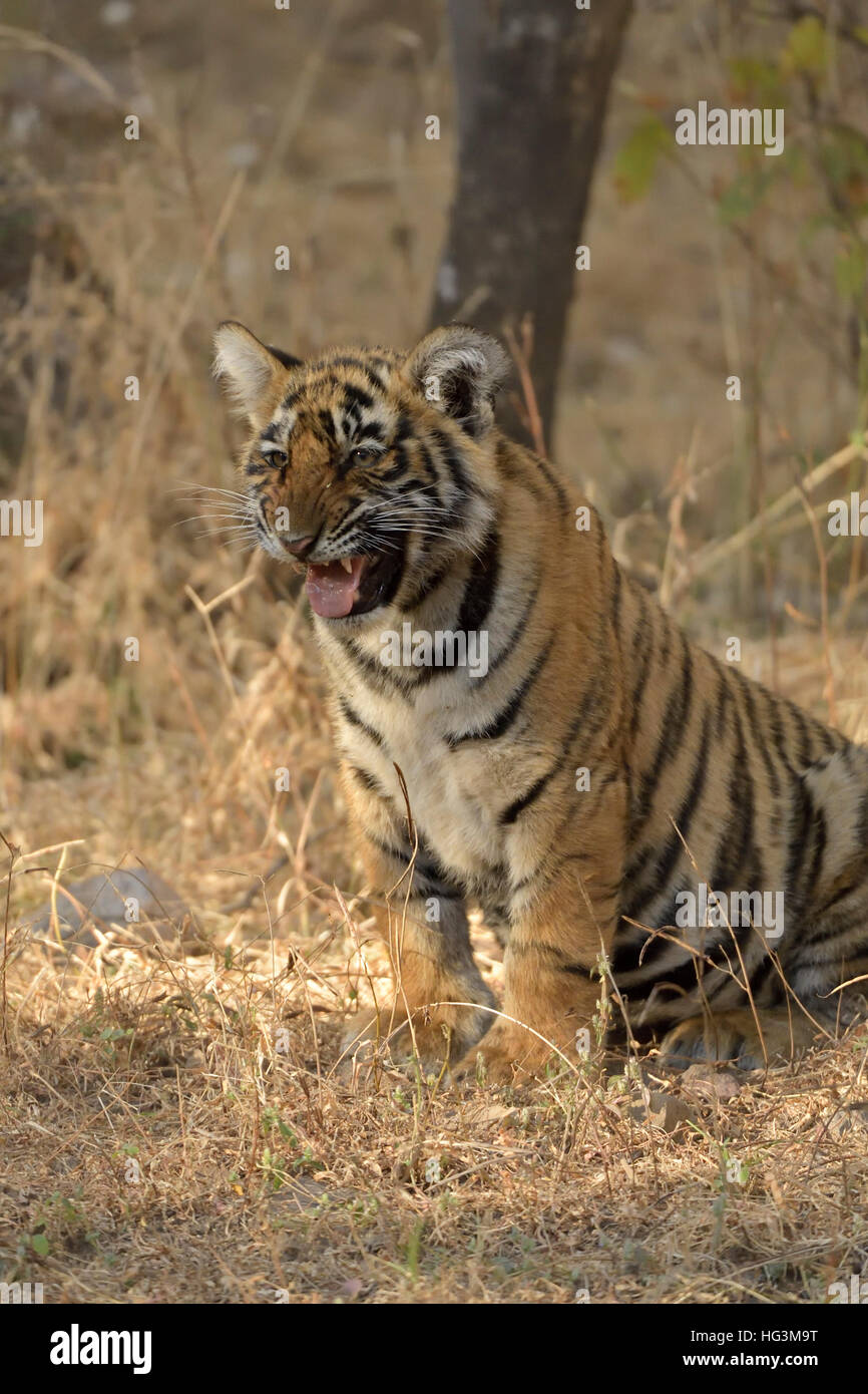 Wild Indian Tiger cub nelle foreste secche del parco nazionale di Ranthambore in Rajasthan, India. Foto Stock