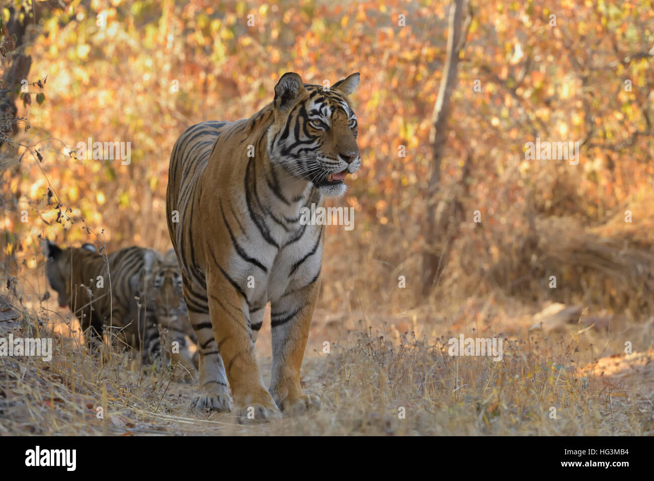 Wild Indian Tiger madre con i suoi giovani lupetti, a secco e la retroilluminazione delle foreste del Parco nazionale di Ranthambore in Rajasthan, India. Foto Stock