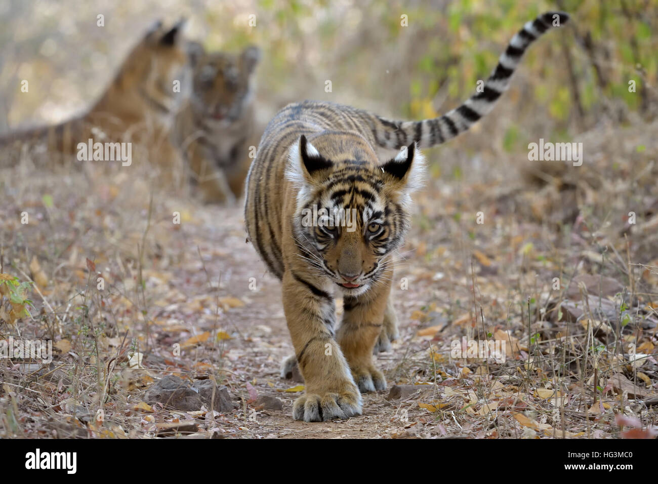 Giovane tigrotto passeggiate nelle foreste secche del parco nazionale di Ranthambore oscillando la sua coda carino, con il fratello e la madre in background Foto Stock