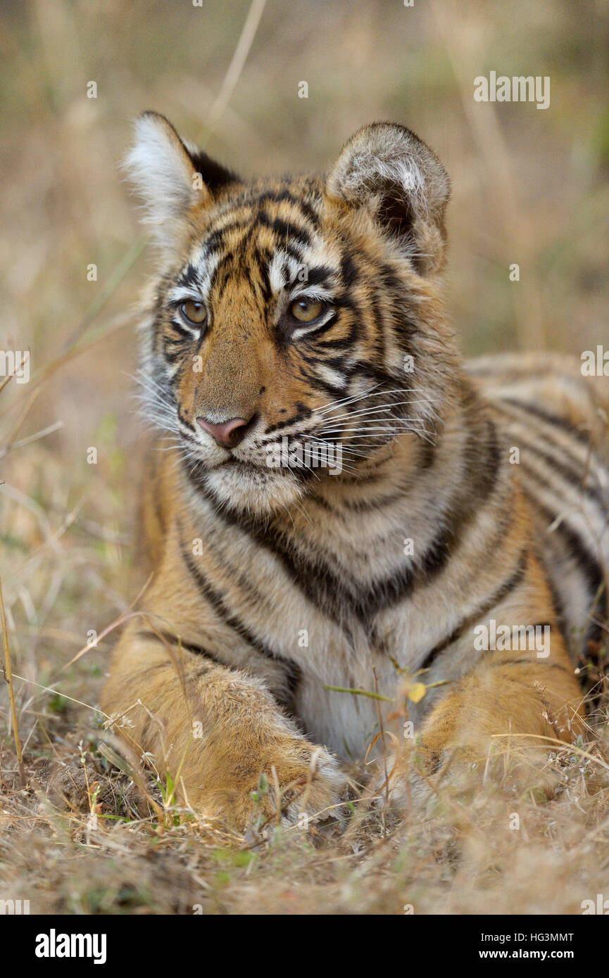 Colpo di testa di un selvaggio Indian Tiger cub nelle foreste del Parco nazionale di Ranthambore in Rajasthan, India. Foto Stock