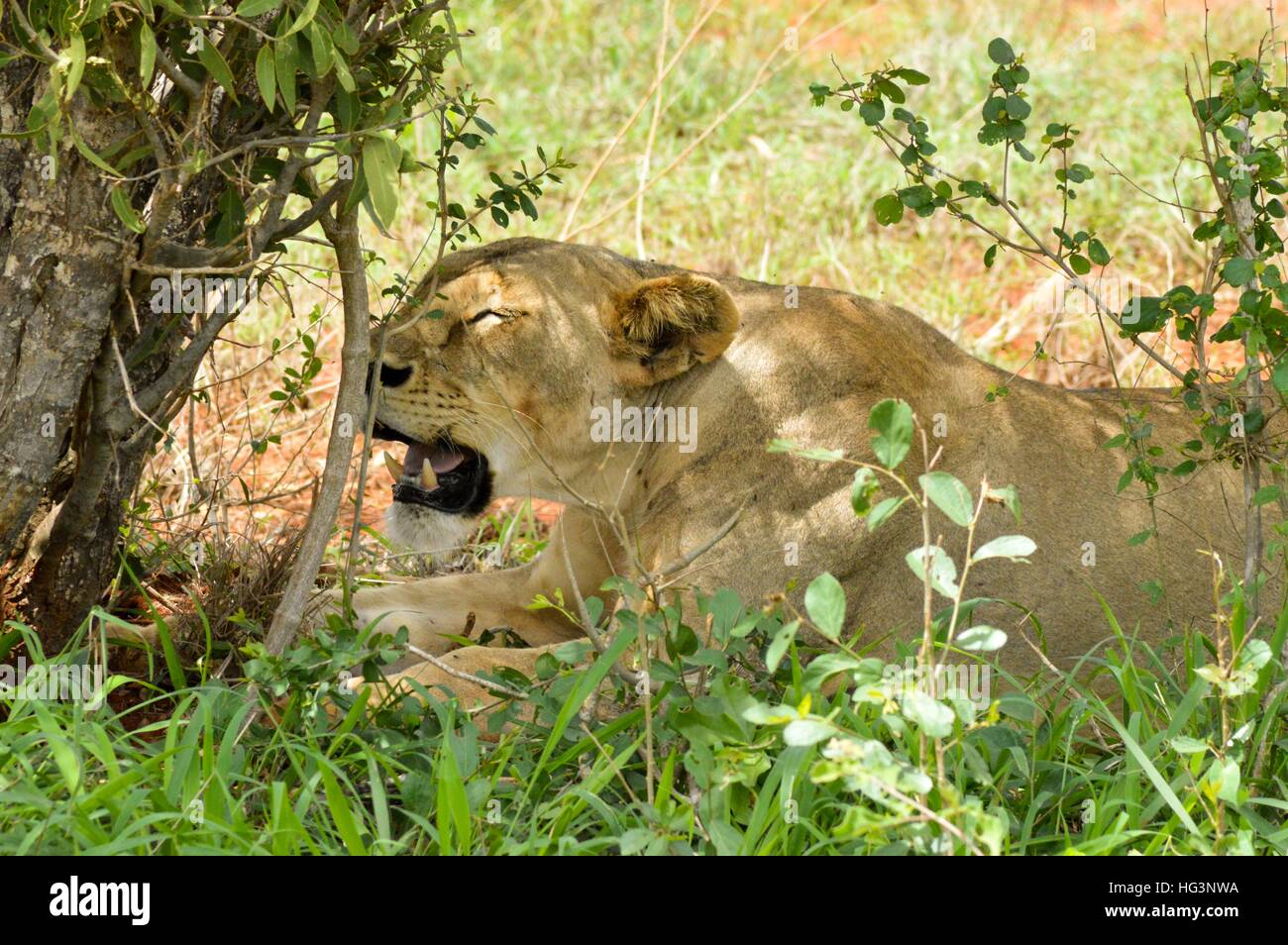 Testa di Leonessa che giace sotto un albero nel parco tsavos in Kenya Foto Stock