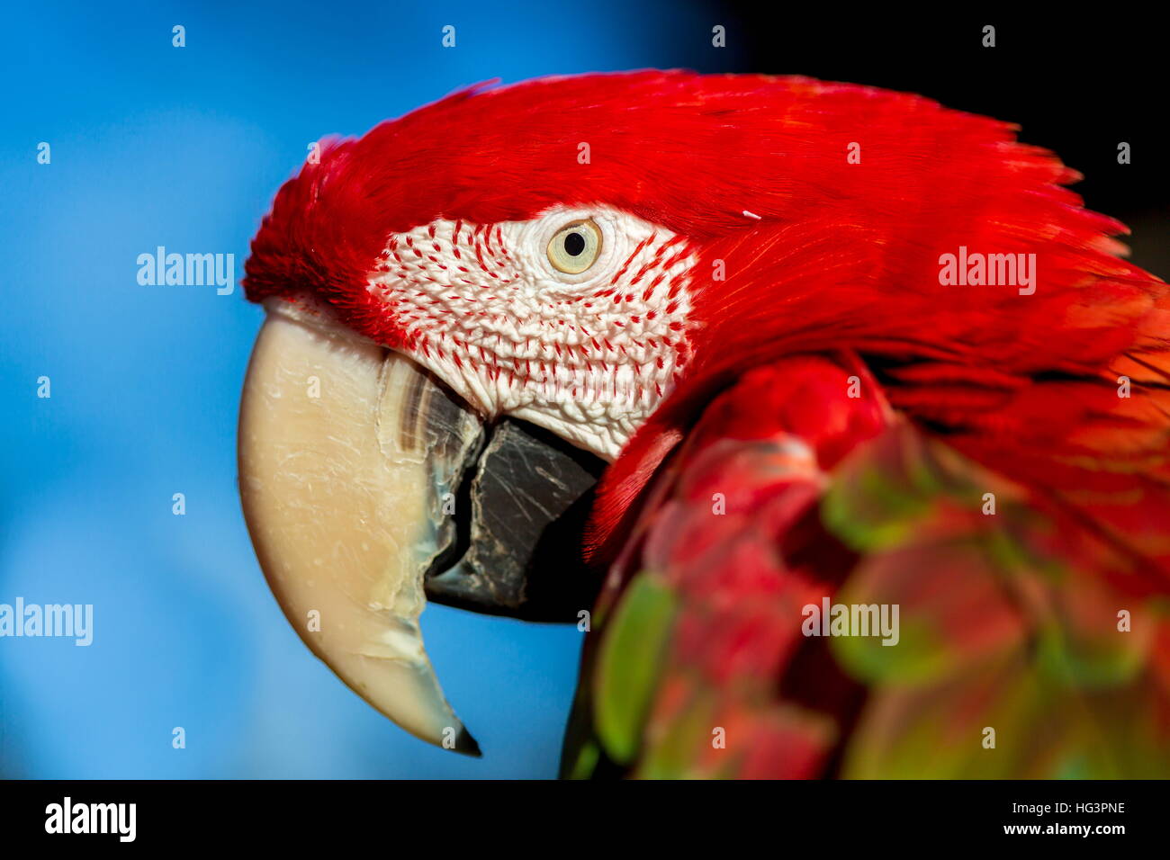 Il verde-winged macaw, noto anche come il rosso-verde , è un grande, soprattutto-uccello rosso del genere Ara. Foto Stock