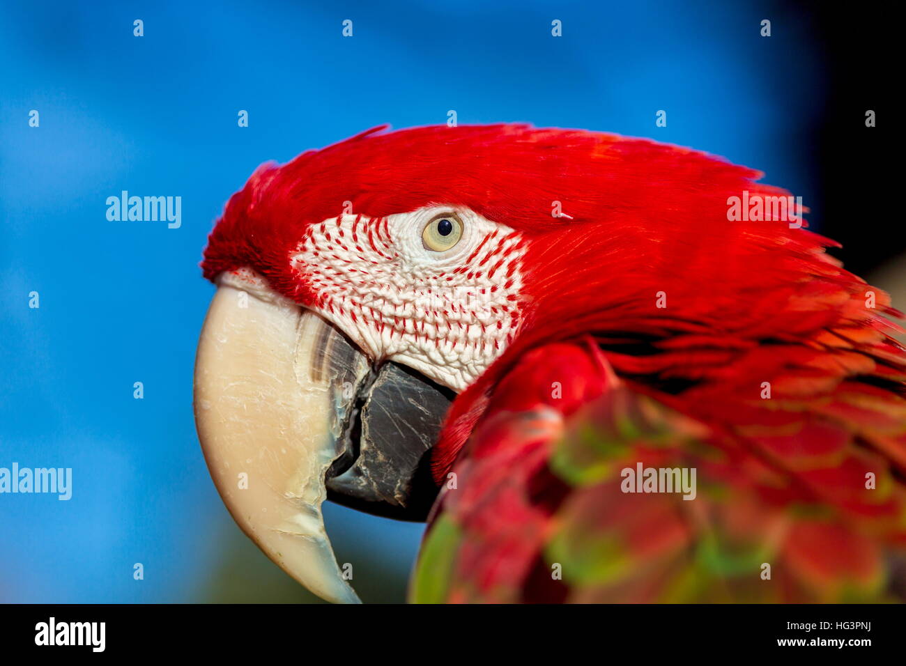 Il verde-winged macaw, noto anche come il rosso-verde , è un grande, soprattutto-uccello rosso del genere Ara. Foto Stock