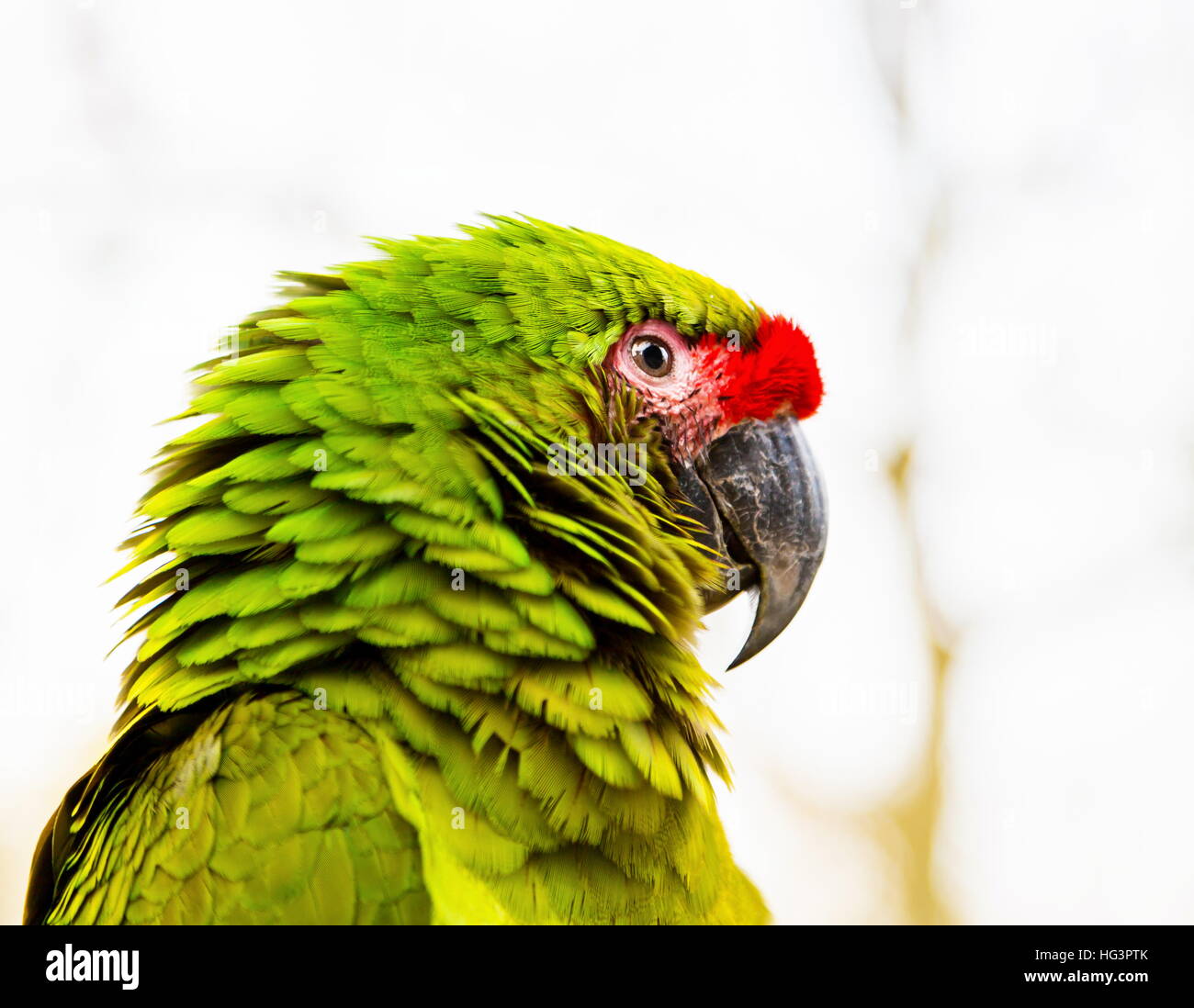 Macaw militare in posa per la fotocamera. Foto Stock