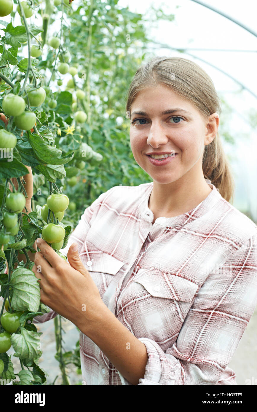 Femmina lavoratore agricolo controllo di piante di pomodoro in serra Foto Stock