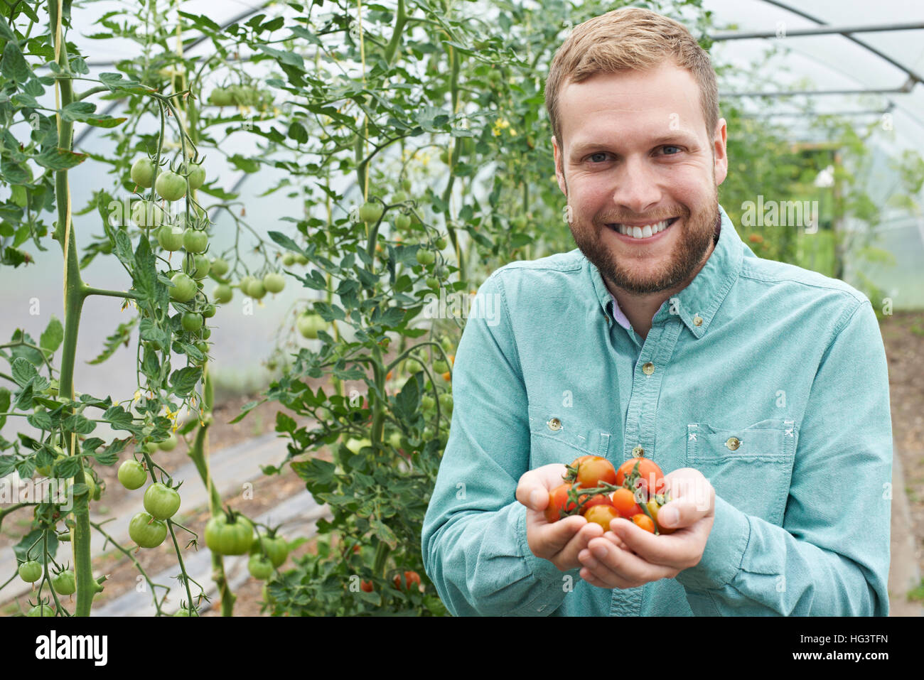 Maschio lavoratore agricolo controllo di piante di pomodoro in serra Foto Stock