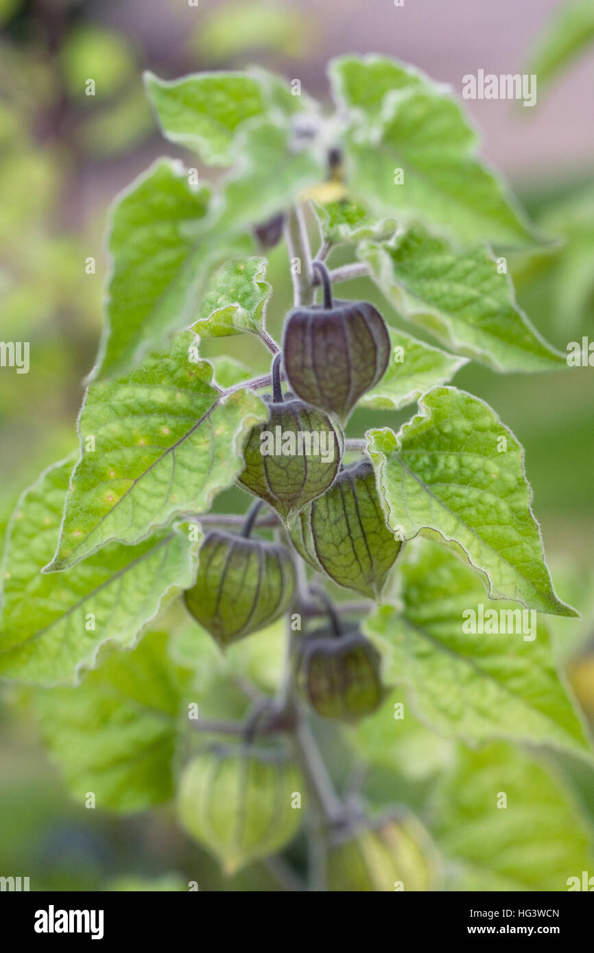 Physalis peruviana. Cape Gooseberry piante che crescono nel giardino. Foto Stock