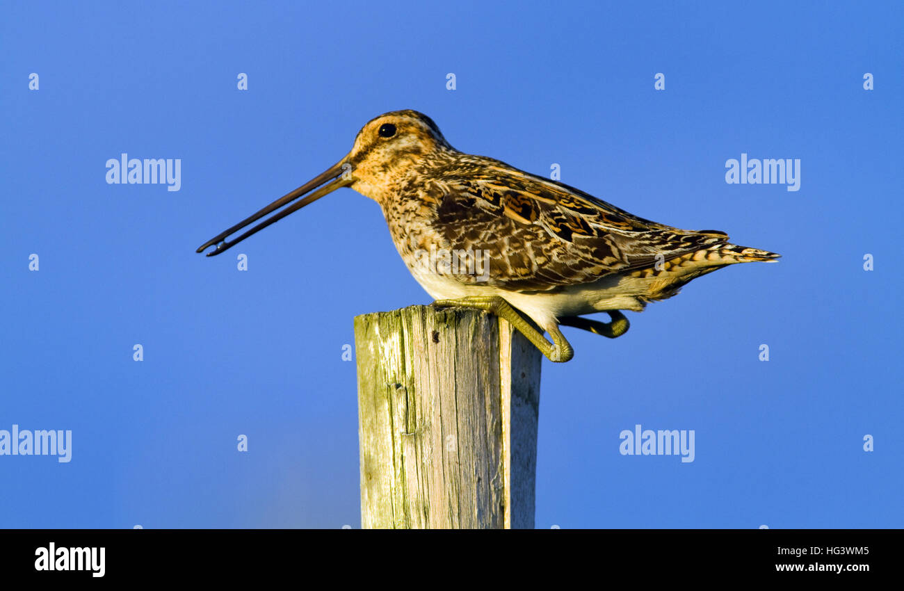 Snipe appollaiato su un palo da recinzione Foto Stock