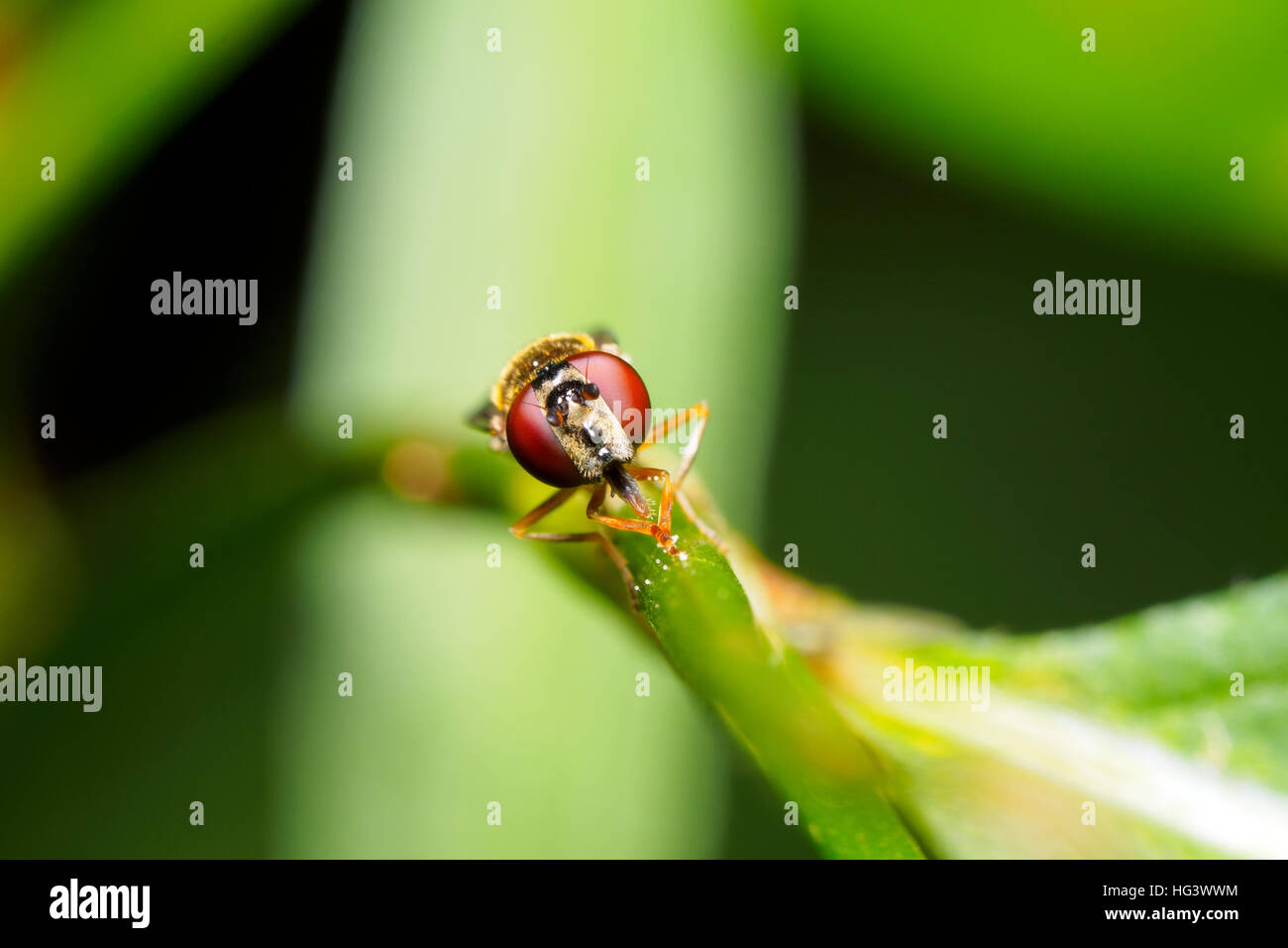 Hoverfly - Inghilterra Foto Stock