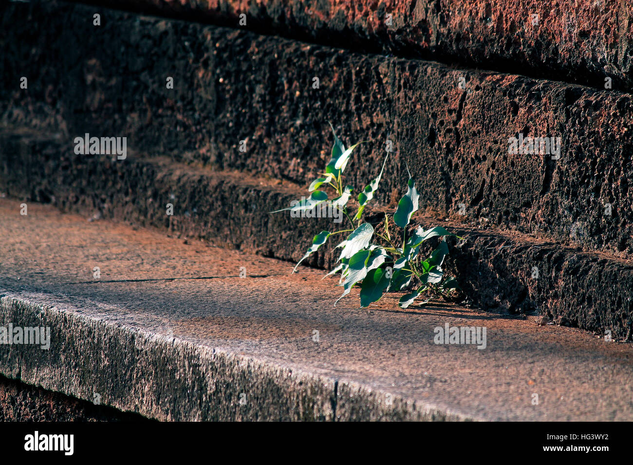 Istinti di sopravvivenza Foto Stock