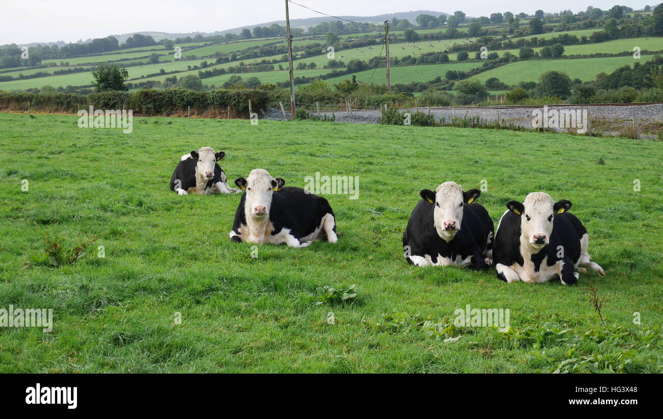 Le mucche stanno a guardare Foto Stock