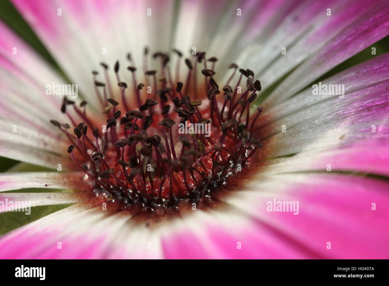 Tarassaco, sfera di paracadute, semi, primo piano Foto Stock