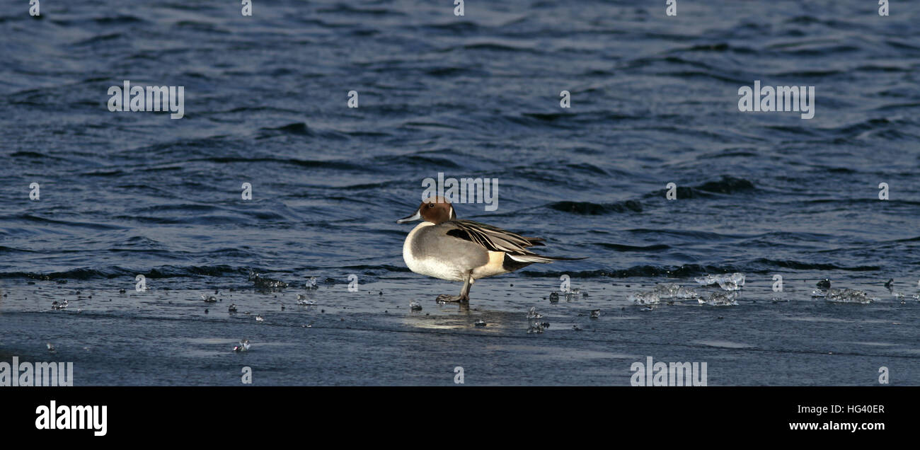 Pintail settentrionale (Anas acuta) maschio in piedi su acqua congelata Foto Stock