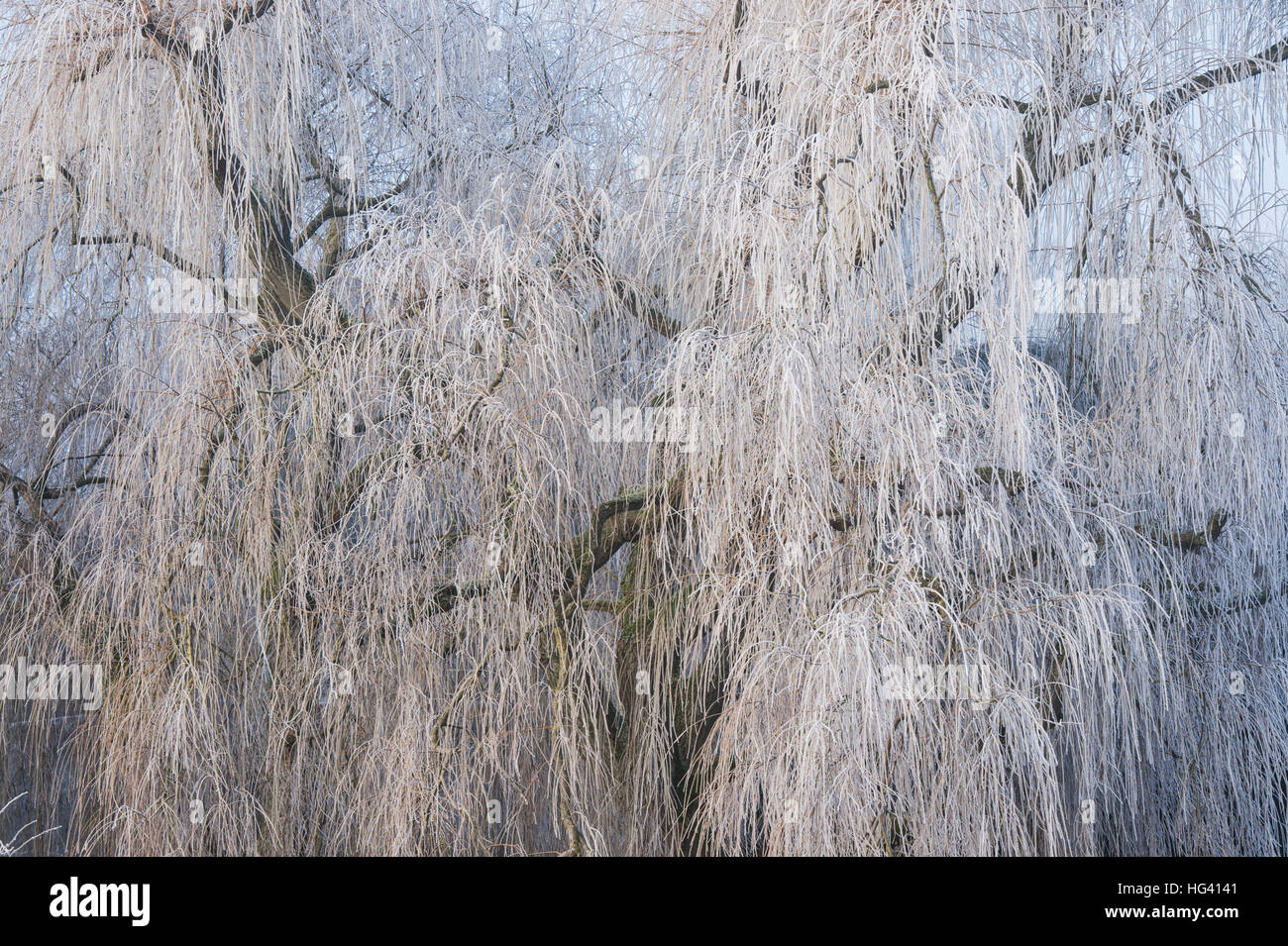 Salix babylonica 'pendula". Salice piangente albero coperto in una trasformata per forte gradiente gelo in inverno. Oxfordshire, Inghilterra Foto Stock