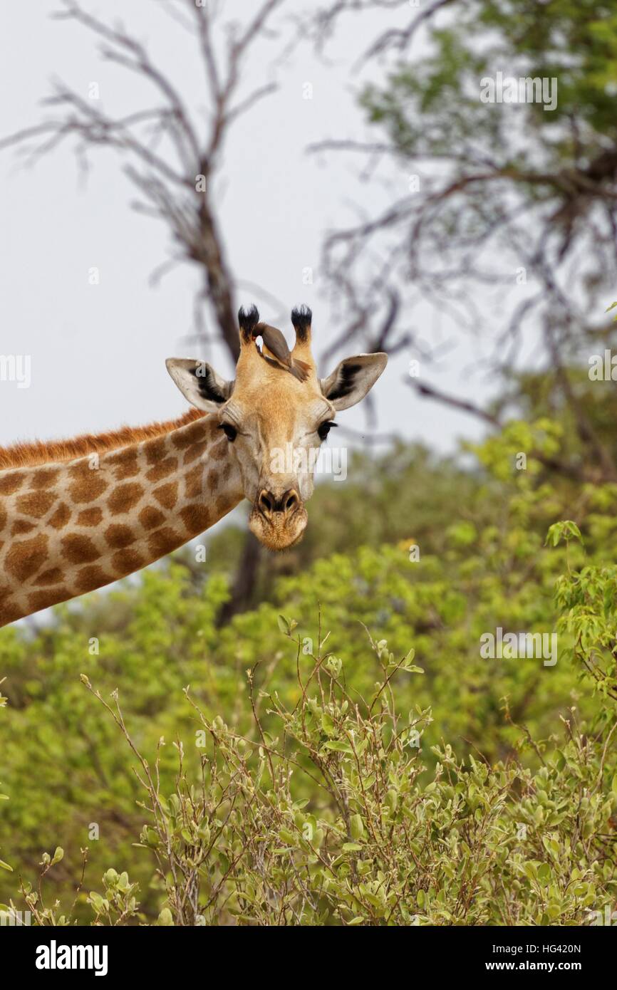 Giraffa e un uccello Foto Stock