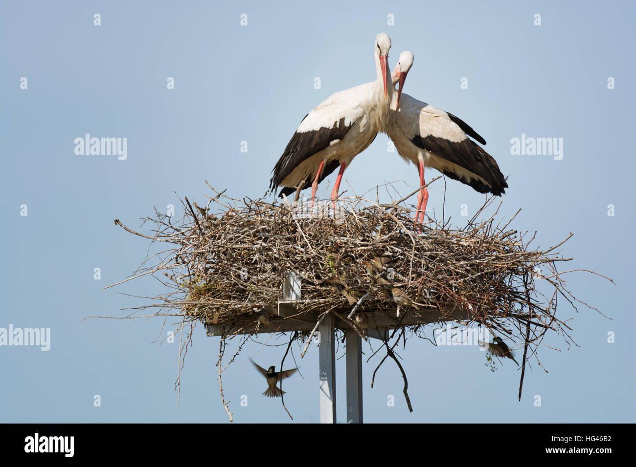Una coppia di cicogne nel nido Foto Stock