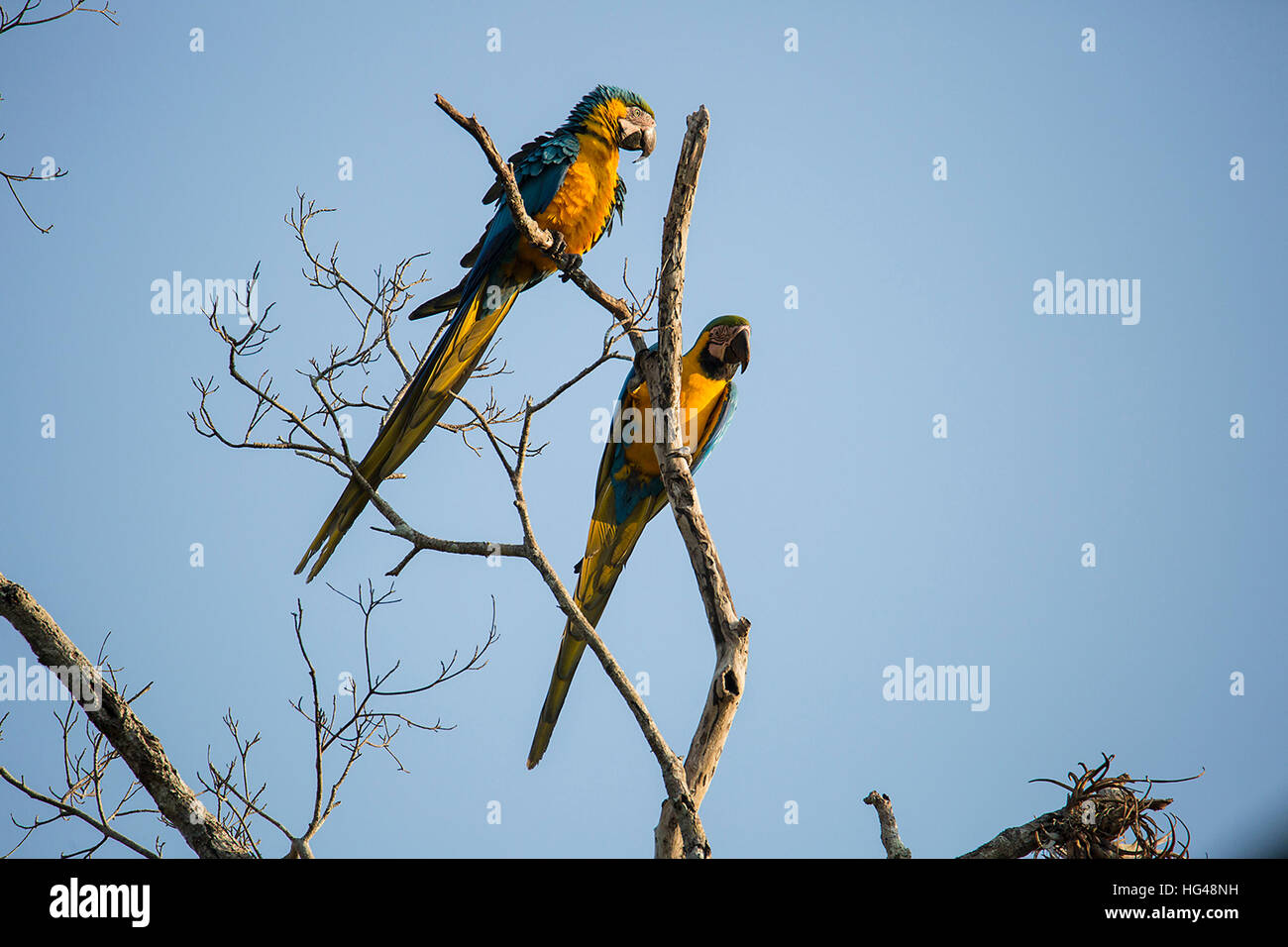 Il blu e il giallo Macaws Foto Stock
