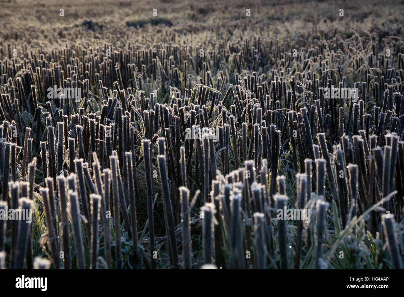 Inverno in oltre un raccolto di orzo campo. Foto Stock