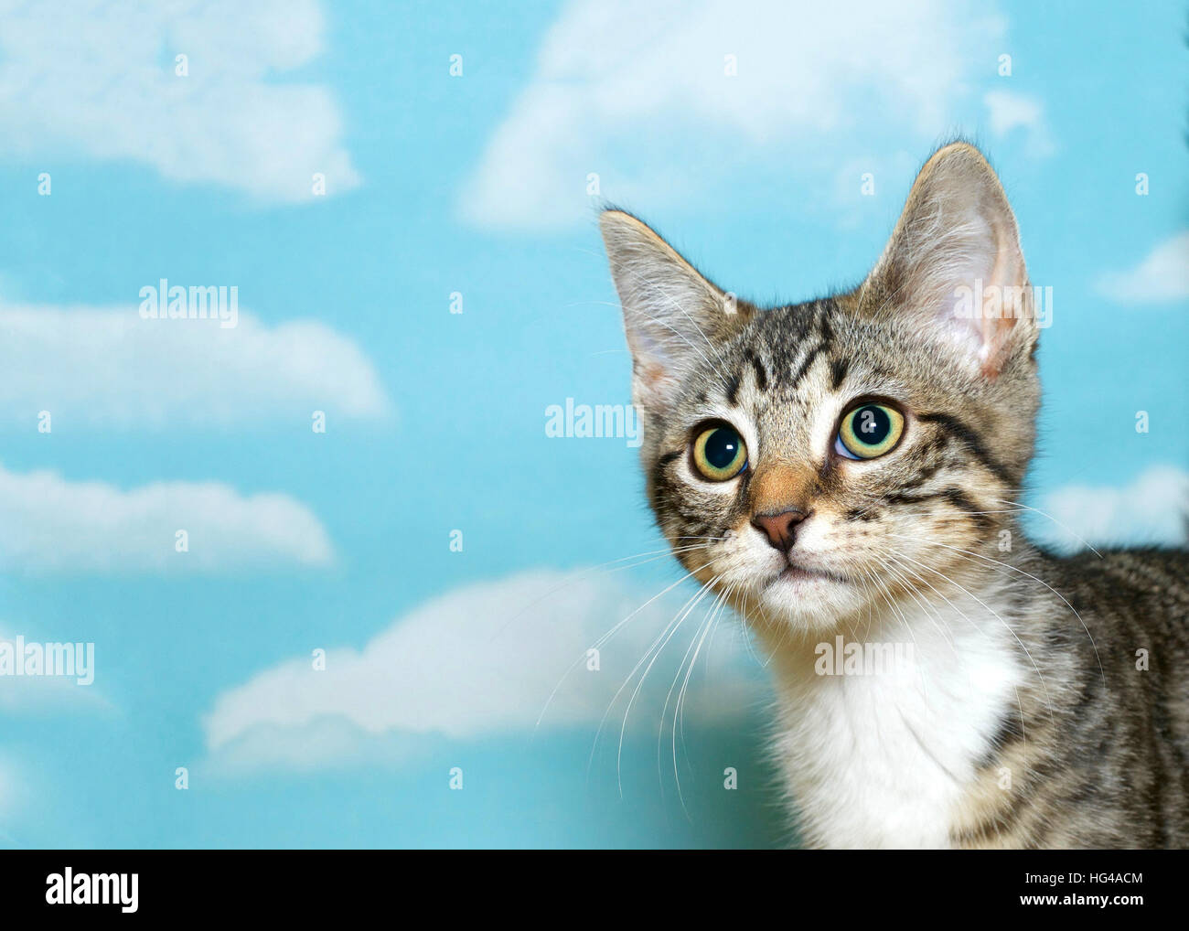 Ritratto di un grigio, bianco e brown tabby kitten 8 settimane cercando di lato, sfondo blu con nuvole bianche. spazio copia Foto Stock