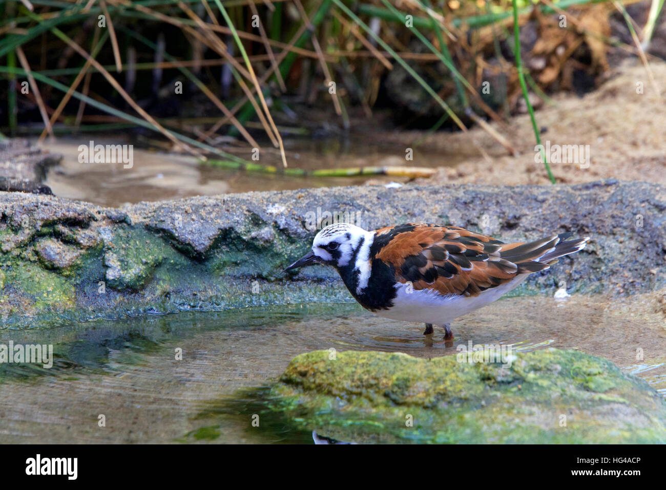 Uno Voltapietre bird foraggio per il cibo in una piscina poco profonda di acqua Foto Stock