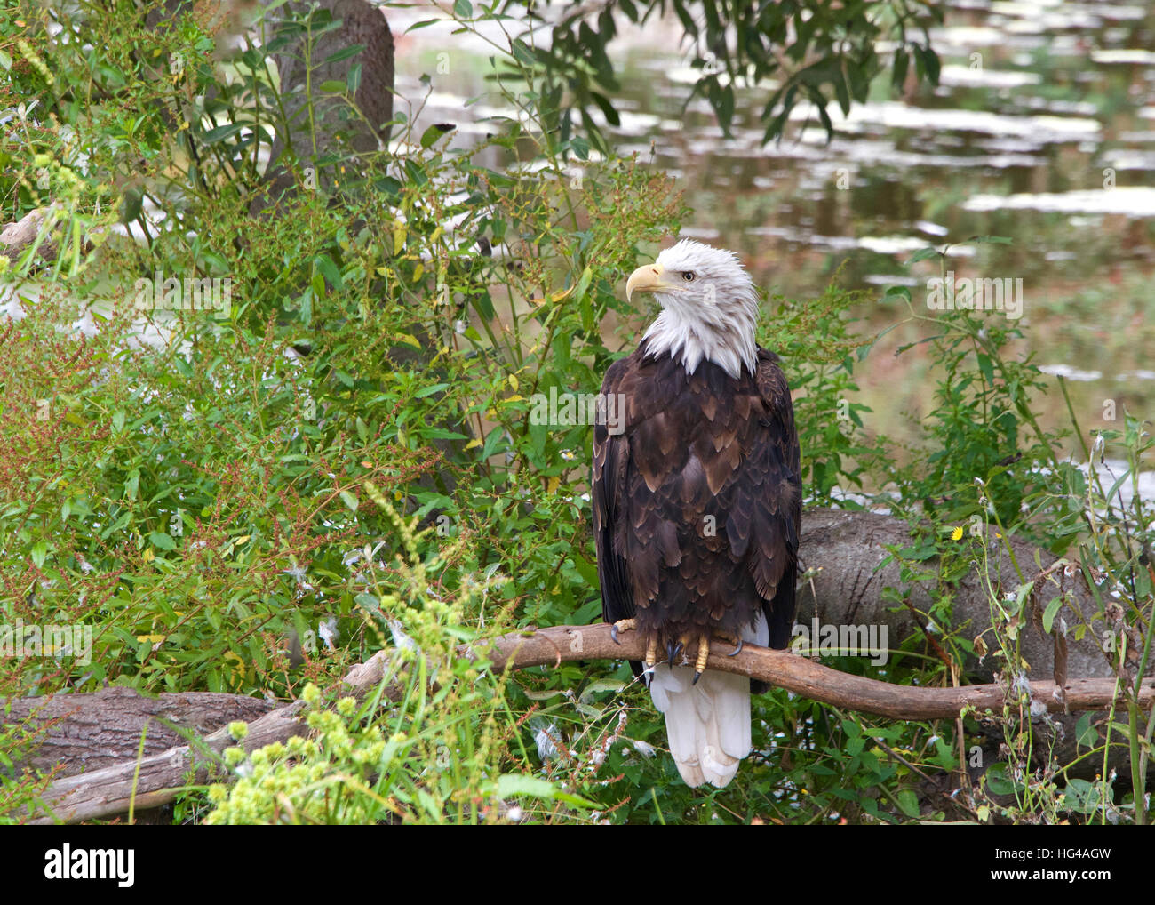 American aquila calva appollaiato su un ramo vicino a terra cercando di spettatori a sinistra, la luce che si riflette sull'acqua in background. Foto Stock