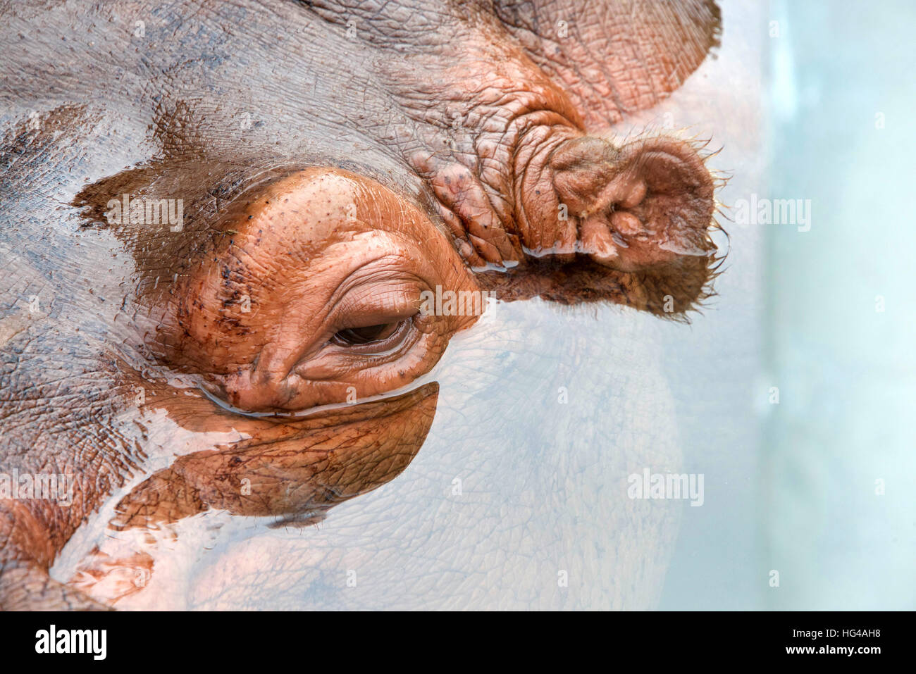 Chiudere fino a occhio parzialmente sommerso ippopotamo in acqua, il nome ippopotamo deriva dal greco antico per cavallo di fiume Foto Stock