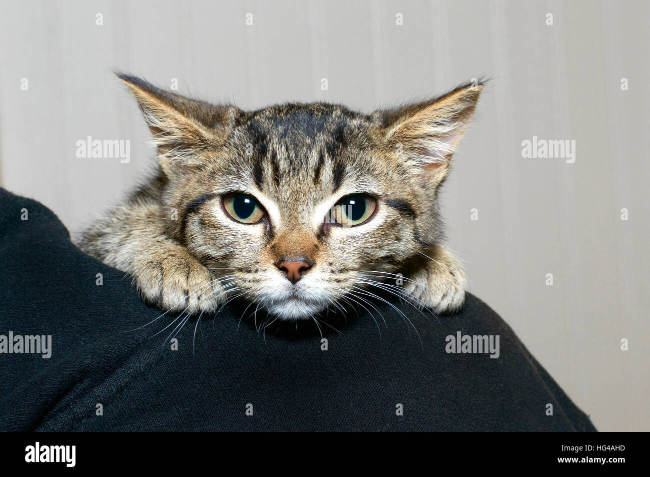 Grigio e Nero striped tabby kitten aggrappati alla spalla della persona, nervoso e la sensazione di paura in qualche modo fissare tenuto da una persona. Foto Stock