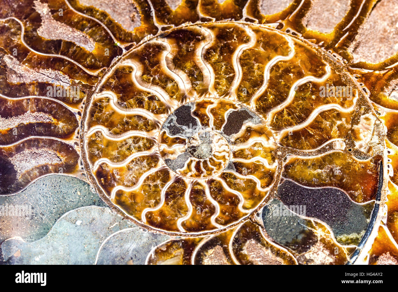 Bellissimo sfondo dal mollusco di ammonita Nautilus, mollusco marino in forma a spirale, simbolo della famiglia la felicità, la ricchezza e l'eternità Foto Stock