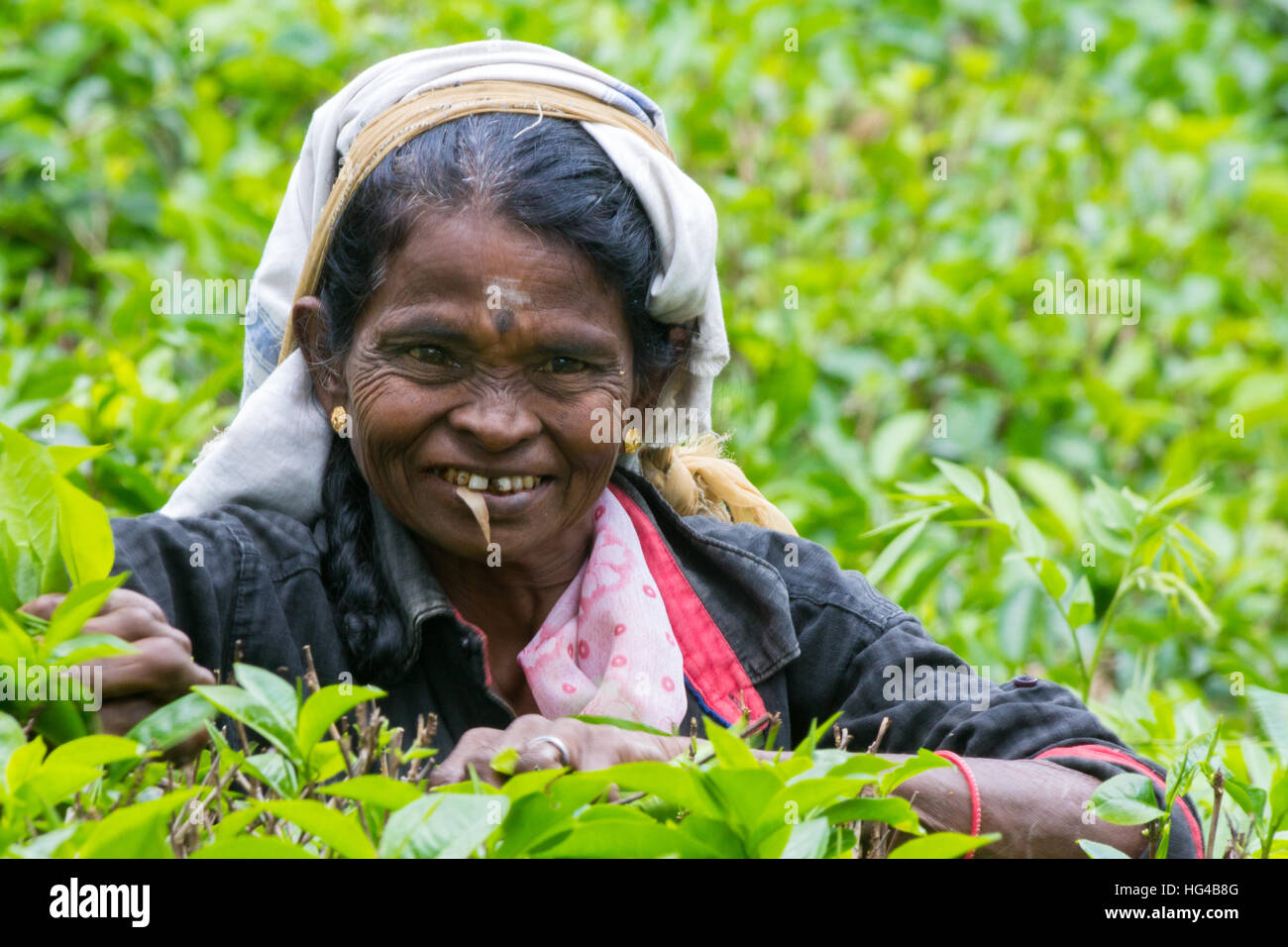 Donna raccoglitrice di tè in Ella, Sri Lanka Foto Stock